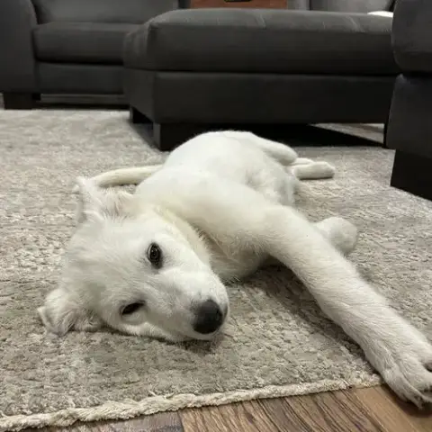 Maple photo 4