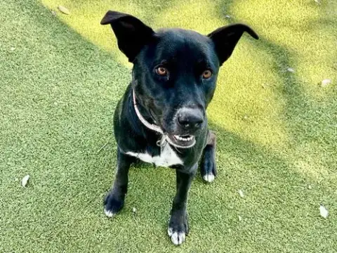 *Lulu