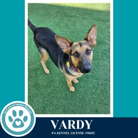 Vardy 041826 photo 3