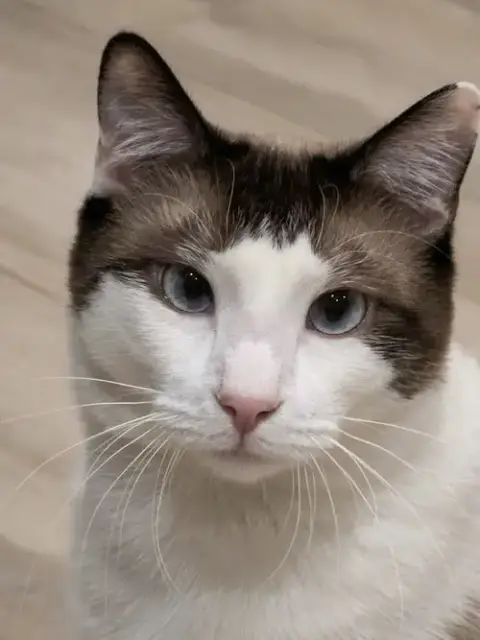 Meisu