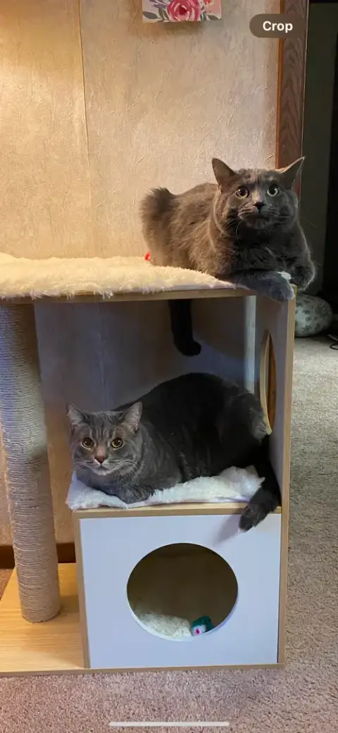 Zz-Tom & Tora Bonded Courtesy Post