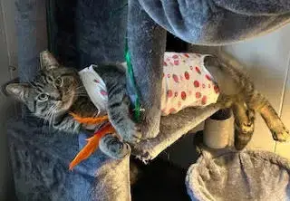 T.C. Aka Top Cat photo 2