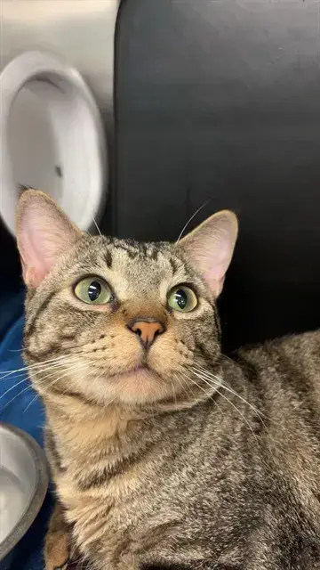 Rico
