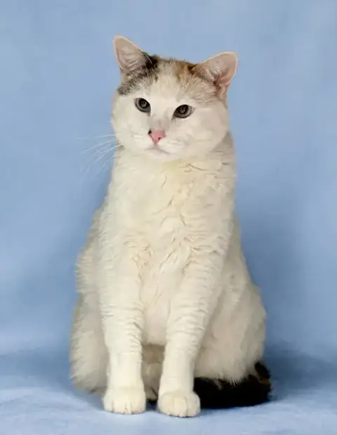 Kittyboo Kazoo photo 4