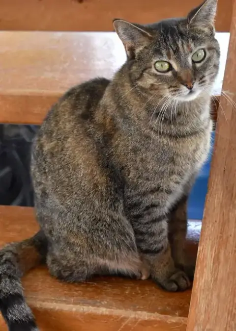 Kit Kat