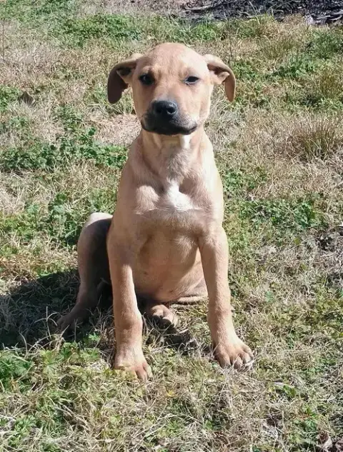 Colt photo 2