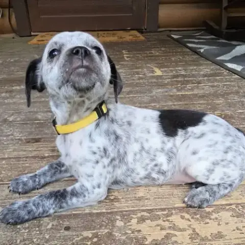Peanuts Pups