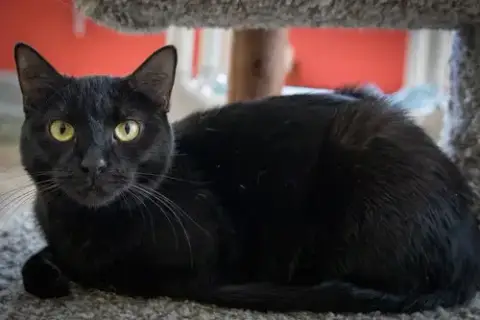 Trixie photo 5