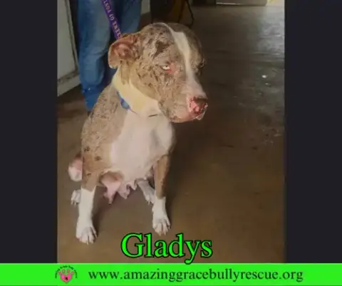 Gladys photo 3