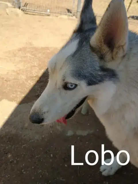 Lobo - photo 4