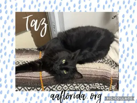 Taz *Cyd photo 3