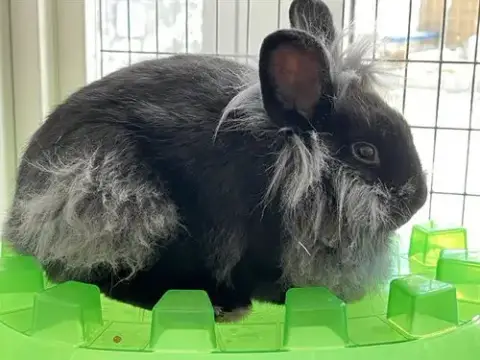 Tairamisu