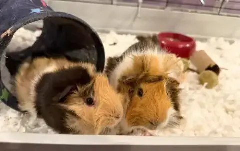Oscar And Grover photo 2