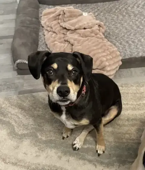 Harley Memphis