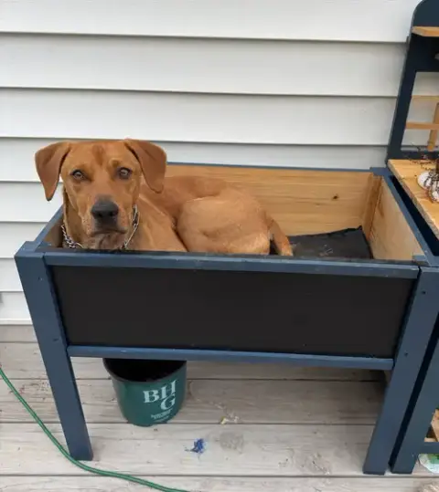 Rockie Hound photo 4
