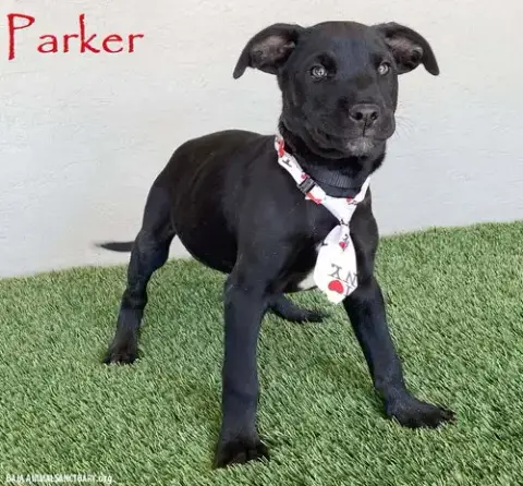 Parker