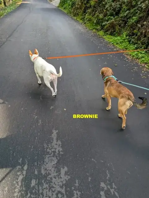 Brownie photo 2