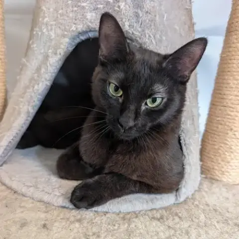 Lewis