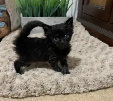 Meow Mix photo 2