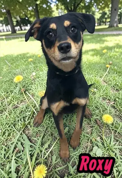 Roxy