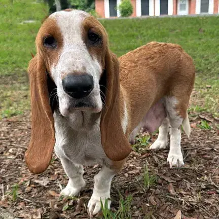 Butterscotch