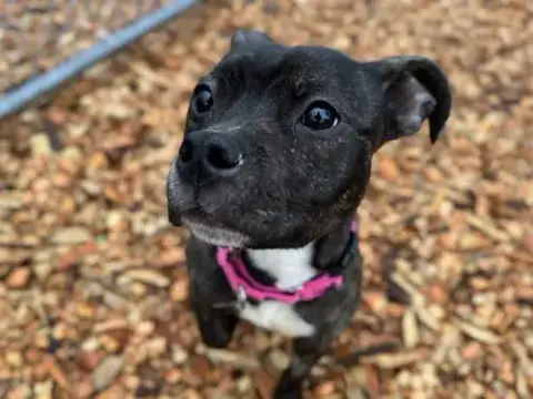 Mia