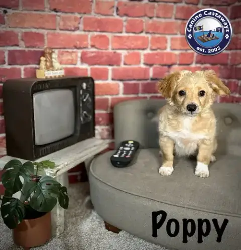 Poppy