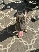 Sheba