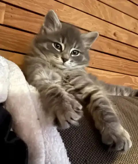 Lorenzo photo 2