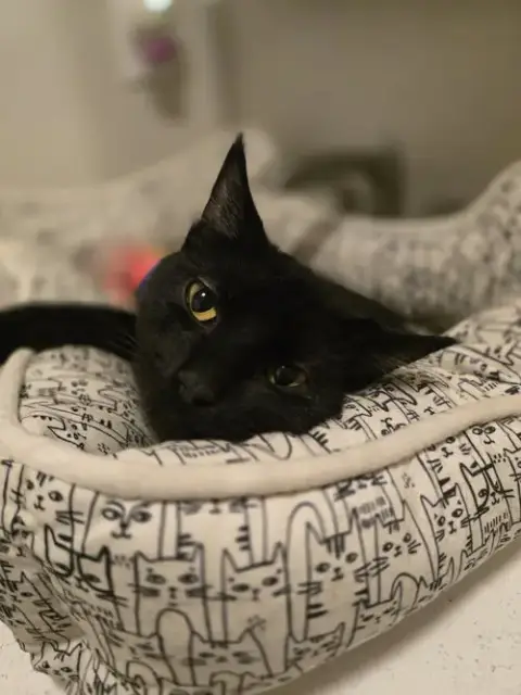 Frank photo 2
