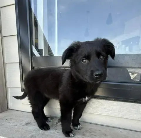 Teddy photo 5