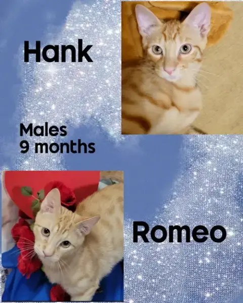 Hank The Tank photo 3