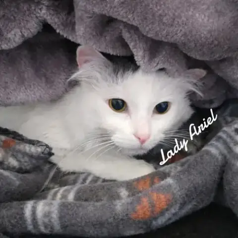 Lady Ariel photo 3