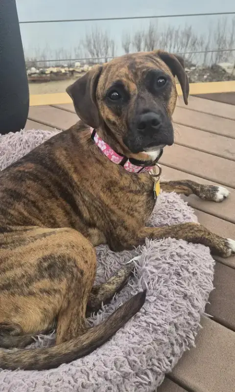 Layla