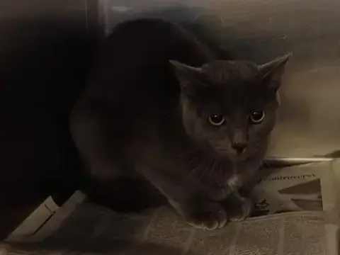 Shia Lafluff