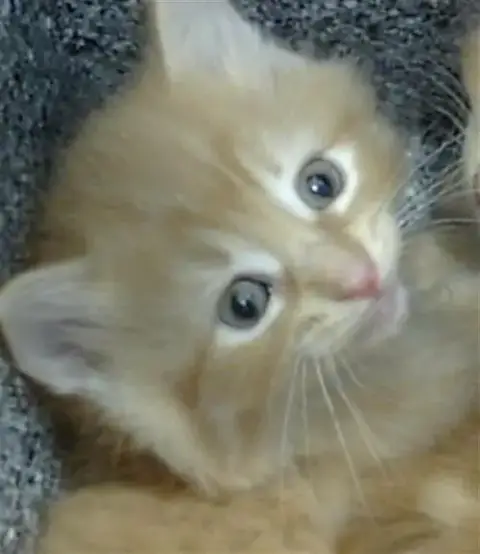 Jasper