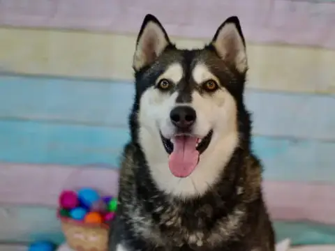 Apollo
