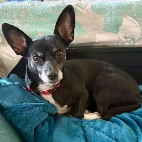 Oreo photo 3