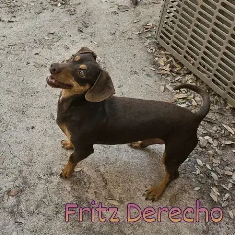 Fritz Derecho photo 3