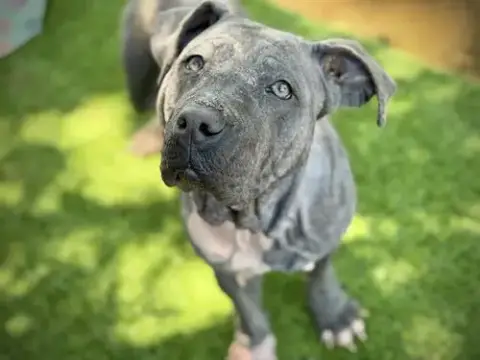 Hippo