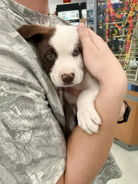 Delilah