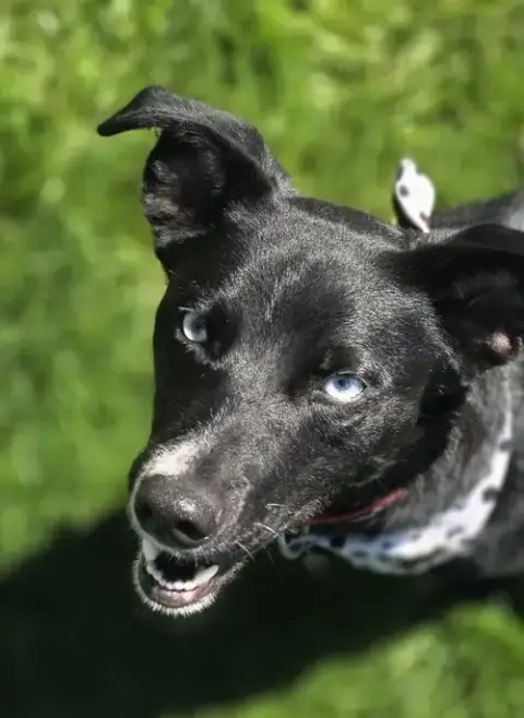 Azula photo 5