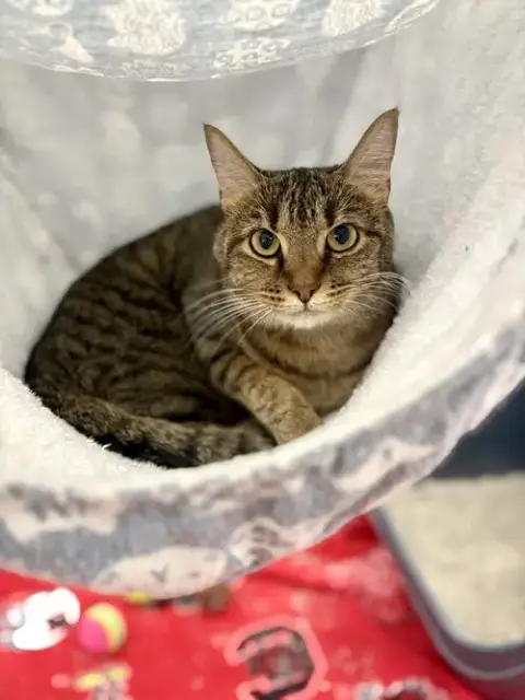 Cleo