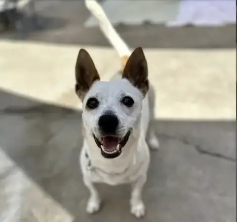 Auggie 0125