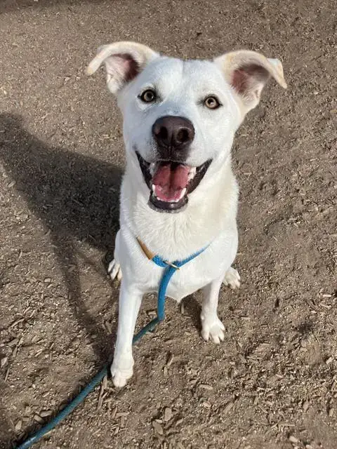 Cooper