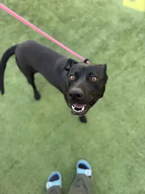 Koba