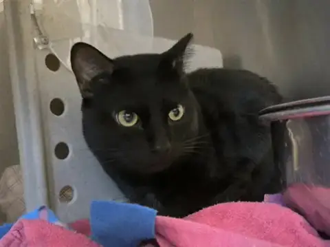 Simba