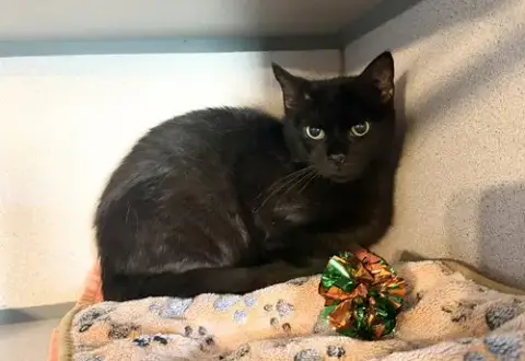 Blackie