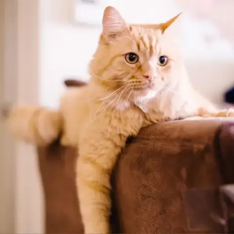 Atticus