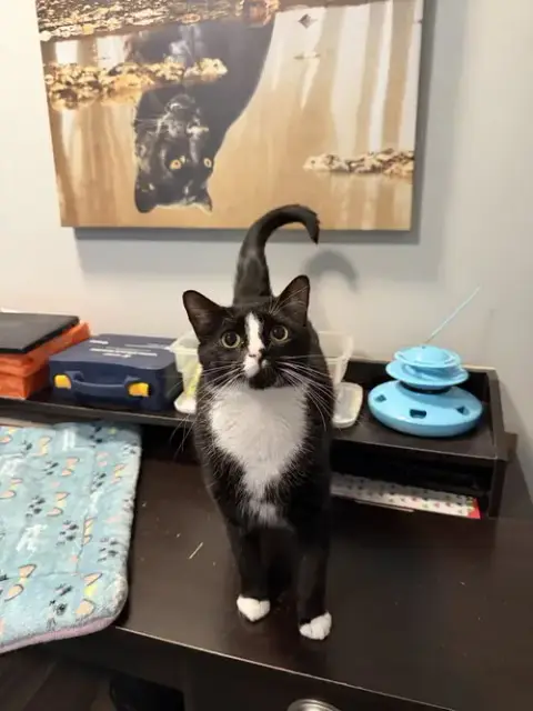 Sylvester
